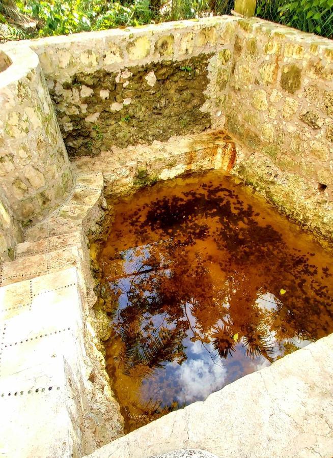 Villa Mini Pini Bird Watching And Cenote Loft *